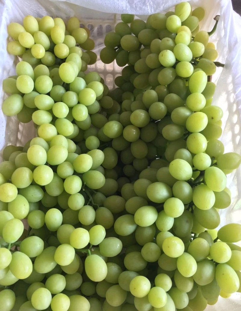 云南青提白鸡心葡萄大量上市需要联系产地直发