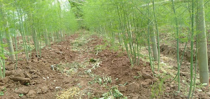有机芦笋，现采现卖。