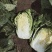 产地直销黄心大白菜！！