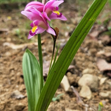紫花三叉小白芨