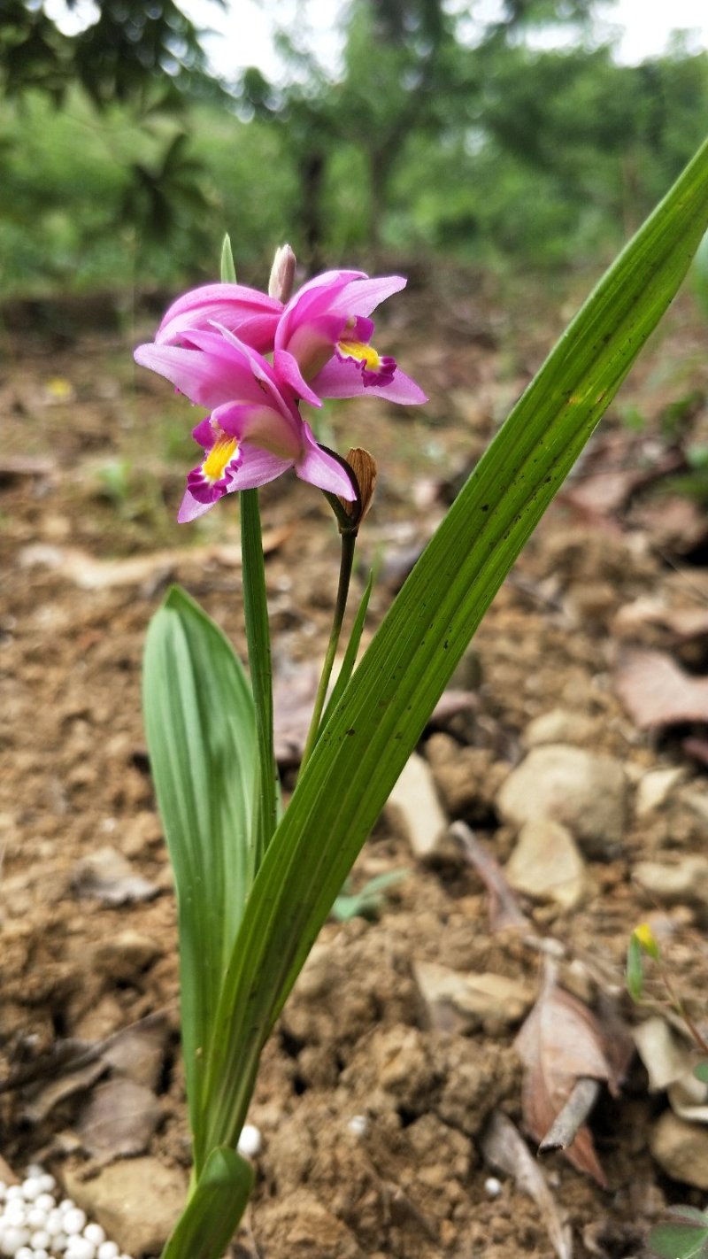 紫花三叉小白芨