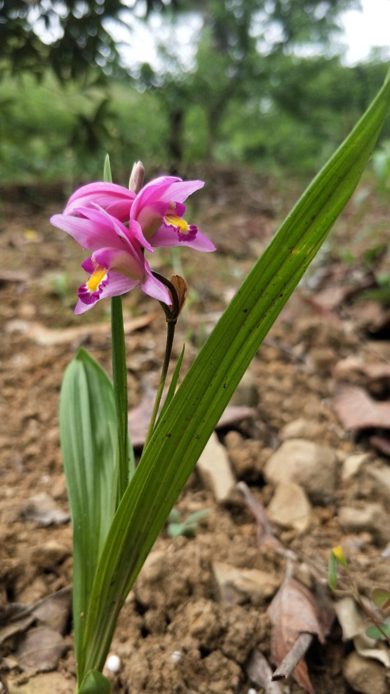紫花三叉小白芨