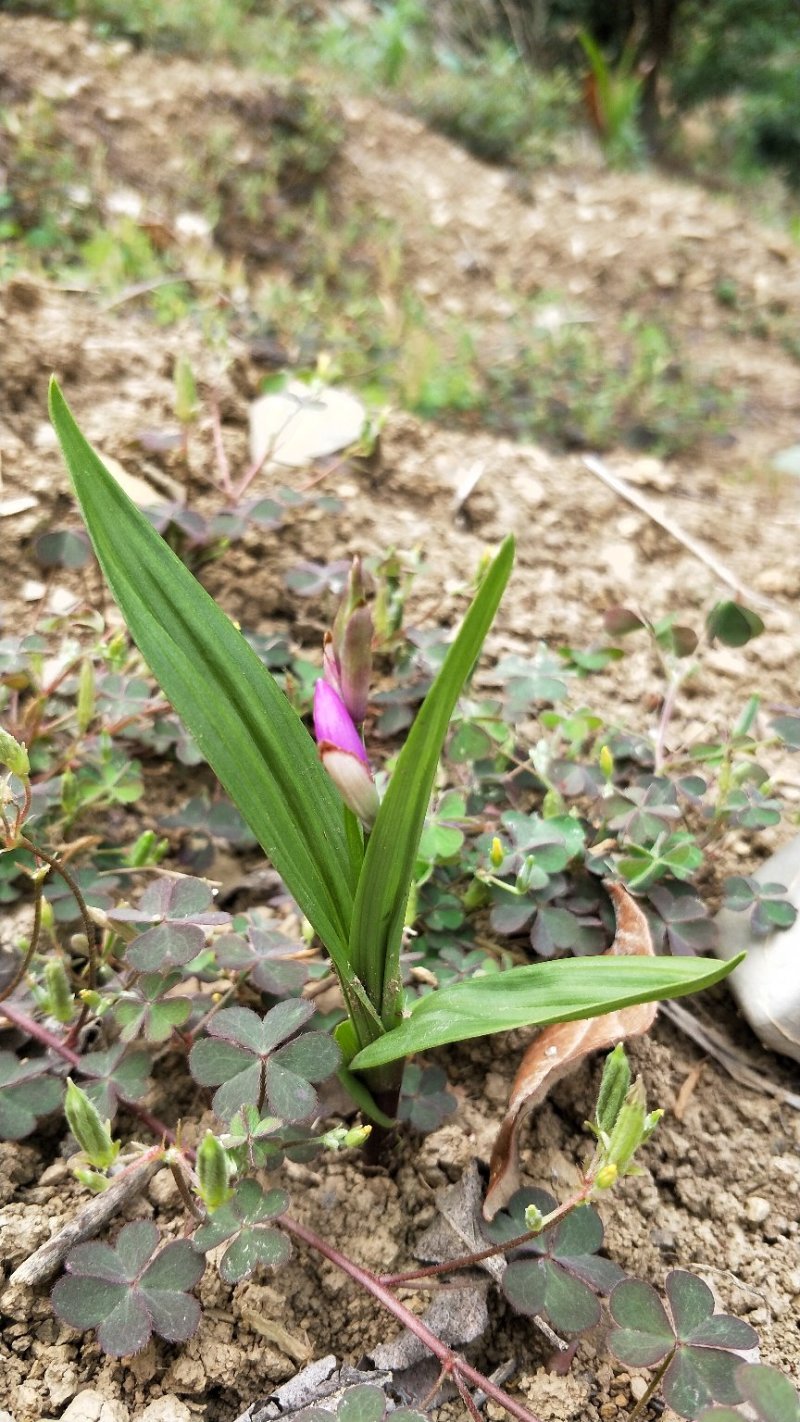 紫花三叉小白芨