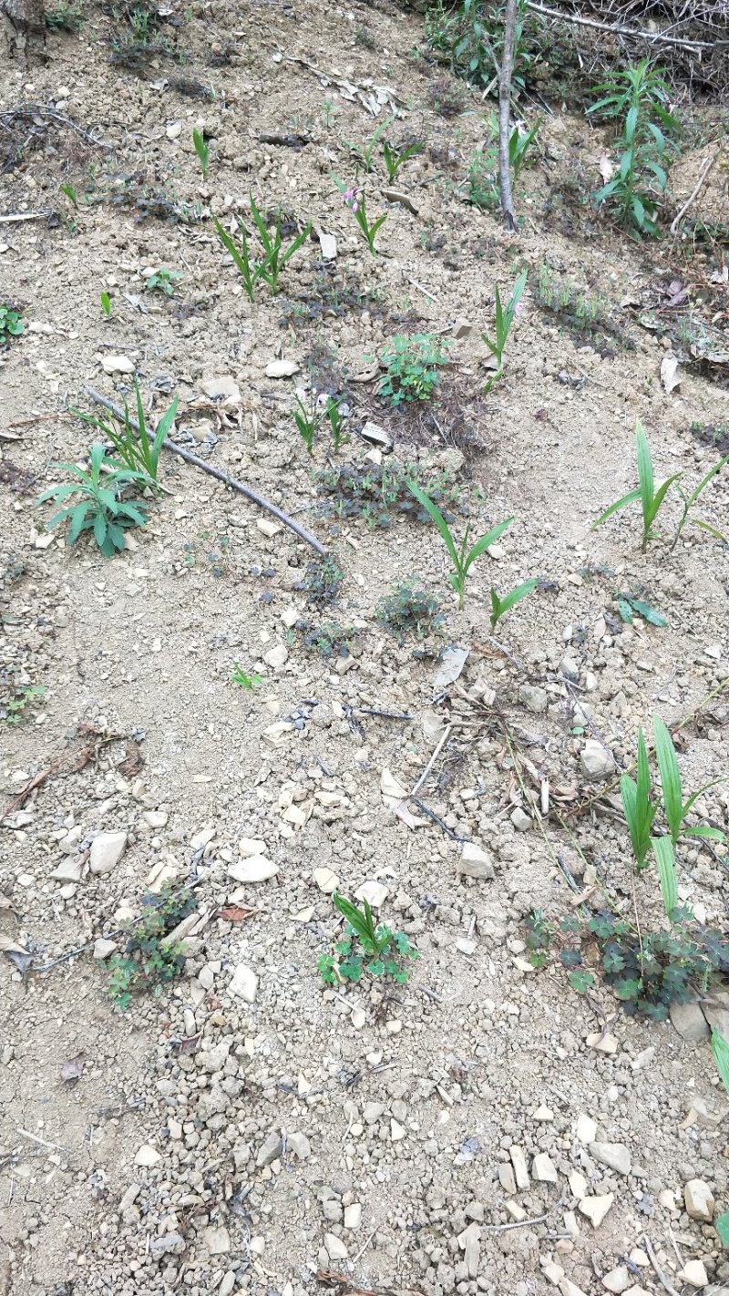 紫花三叉小白芨
