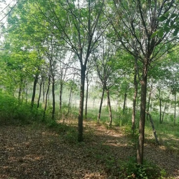 10个左右的白蜡