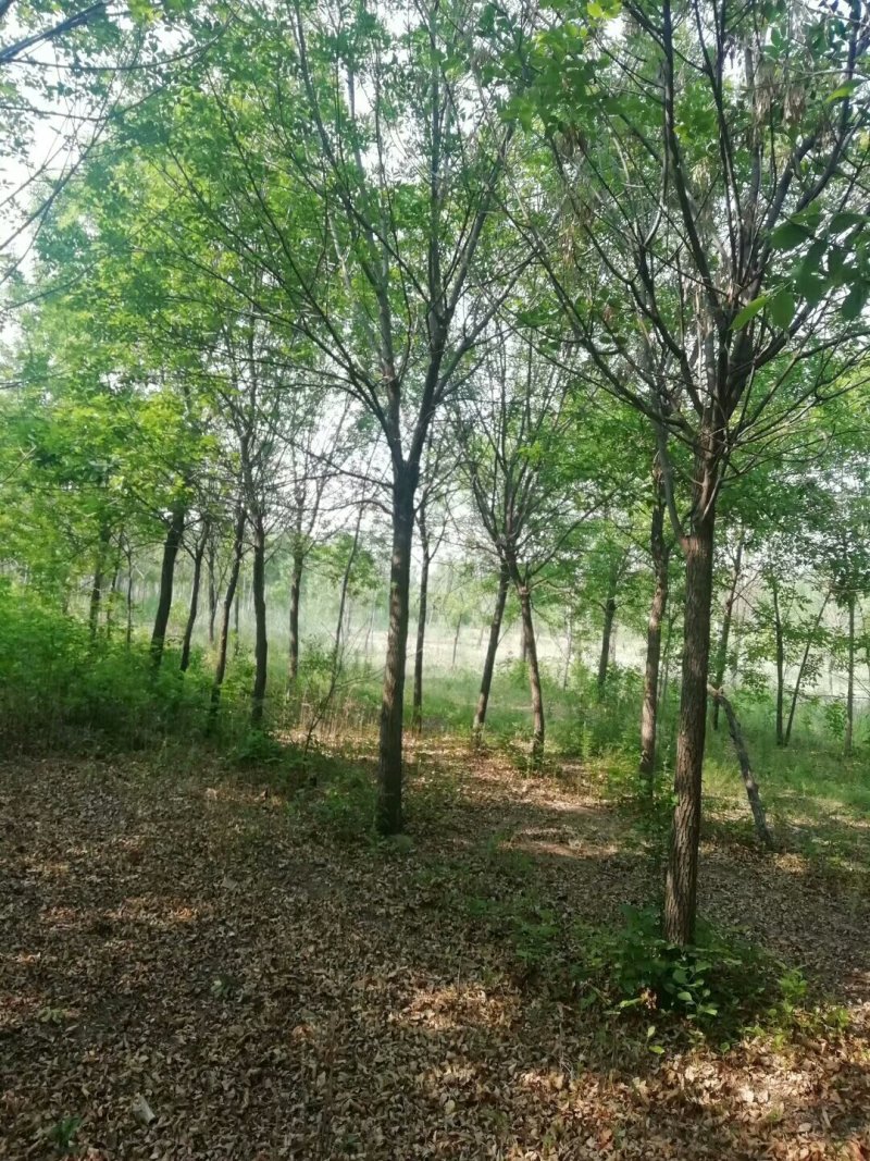 10个左右的白蜡
