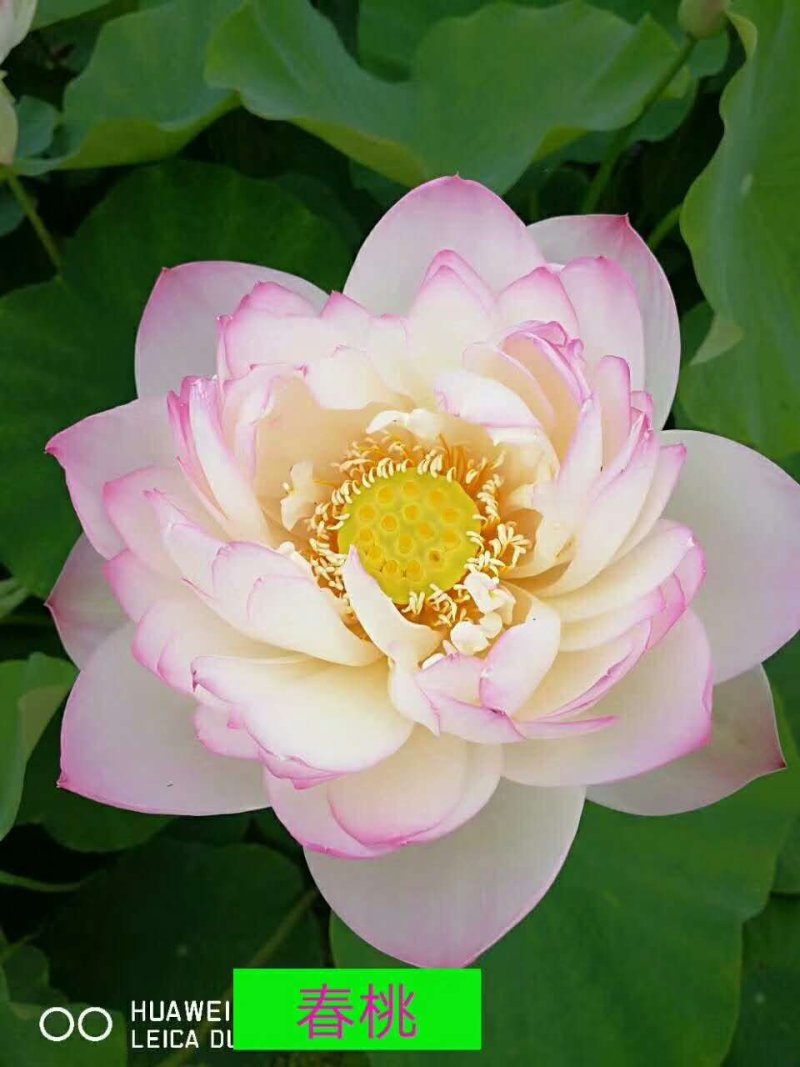 荷花苗/荷花种苗/精品荷花批发供应