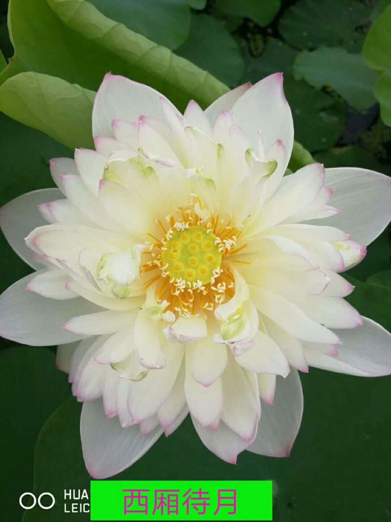 荷花苗/荷花种苗/精品荷花批发供应