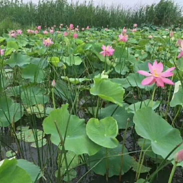 荷花苗/荷花种苗/精品荷花批发供应