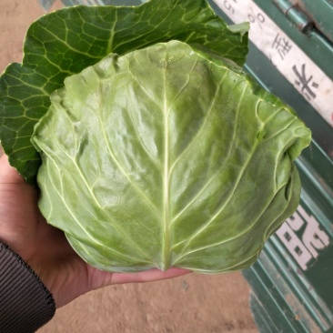 圆包菜颜色绿质量好个头均匀0.5~1公斤精品