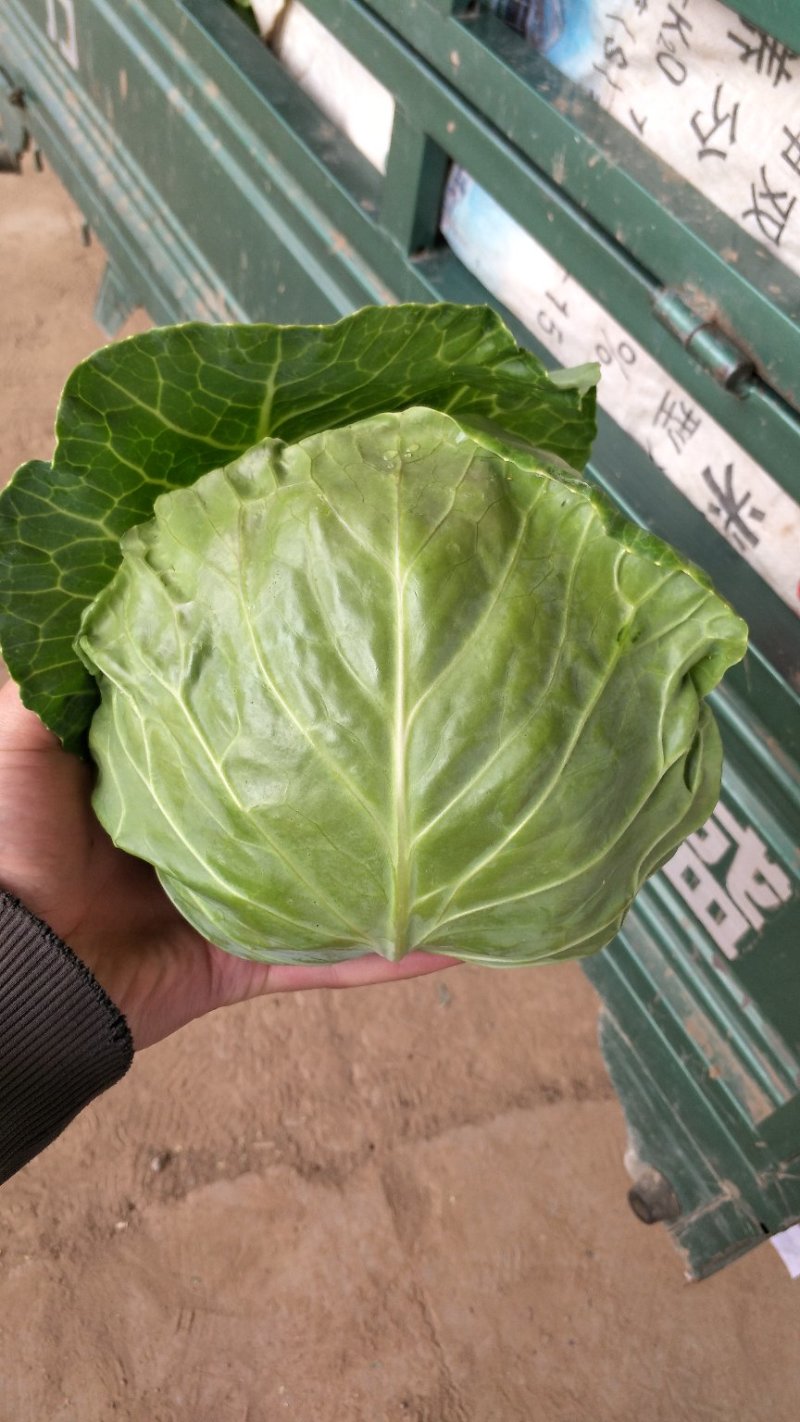 圆包菜颜色绿质量好个头均匀0.5~1公斤精品