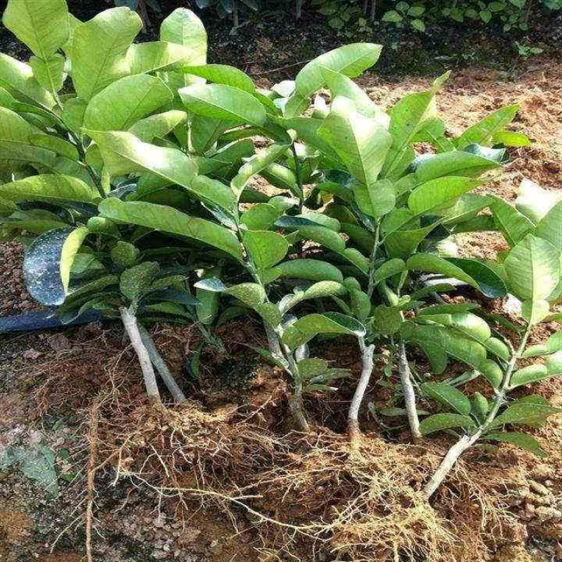 三红蜜柚苗，甜度高，汁水足，包品种免费后期指导