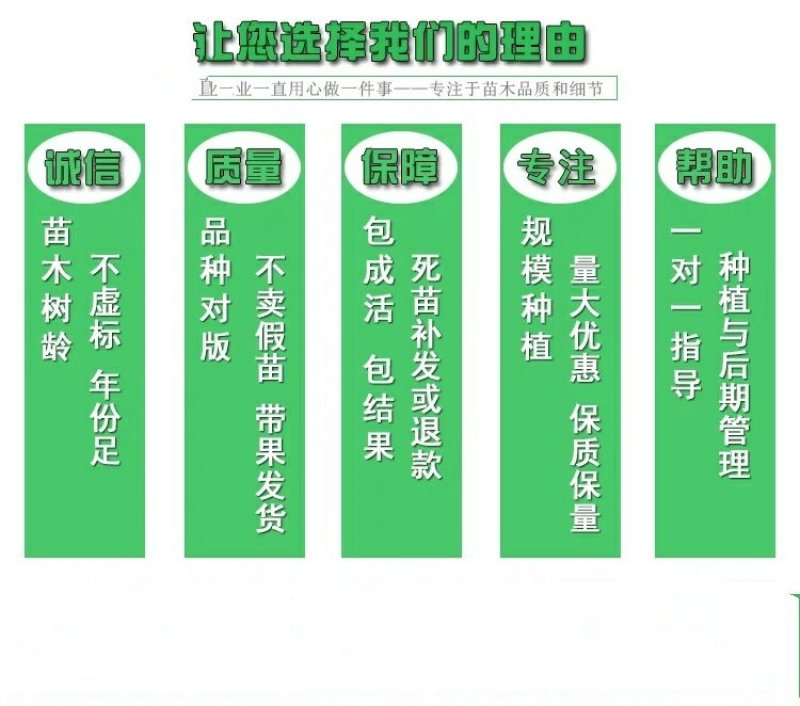三红蜜柚苗，甜度高，汁水足，包品种免费后期指导
