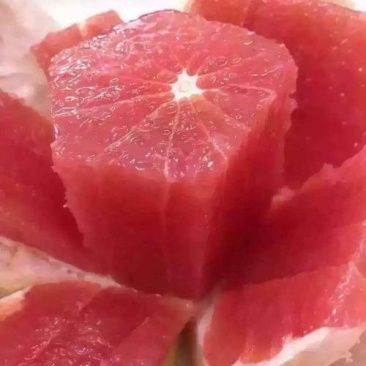 三红蜜柚苗,甜度高,汁水足,包品种免费后期指导