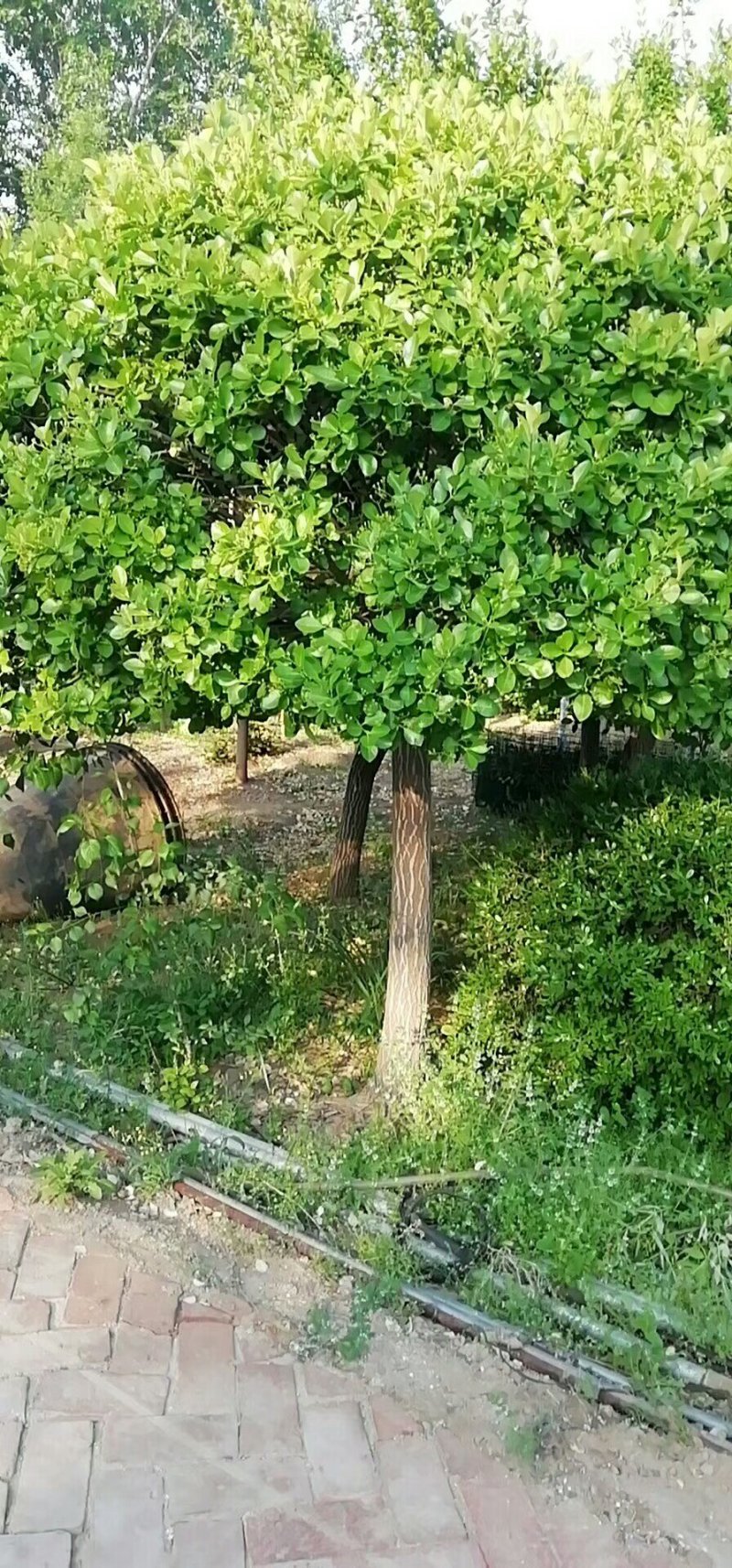 嫁接卫矛各种规格