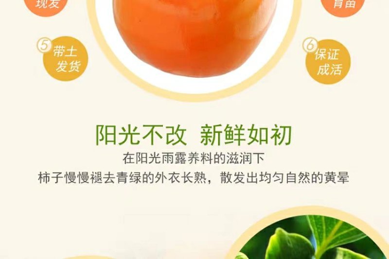 柿子树不暖脆柿苗，太秋，阳丰，磨盘，摘下就可以吃，包品种