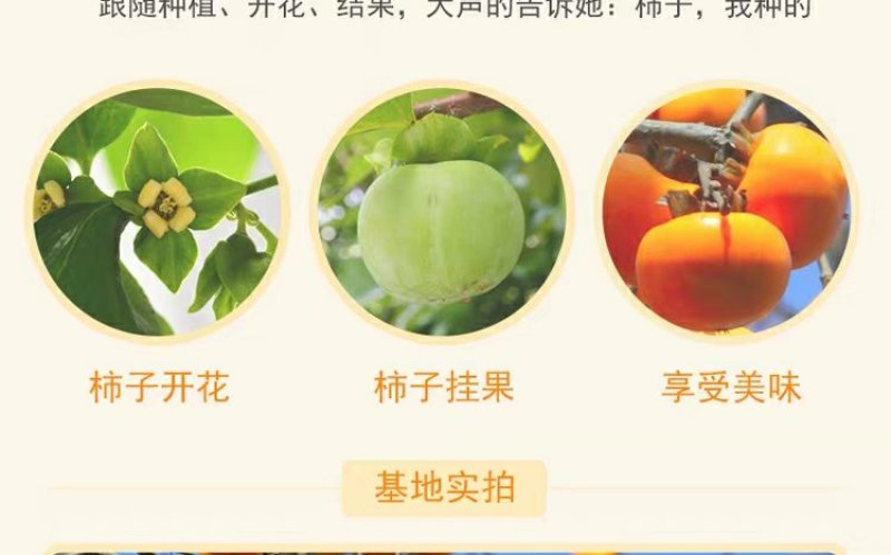 柿子树不暖脆柿苗，太秋，阳丰，磨盘，摘下就可以吃，包品种