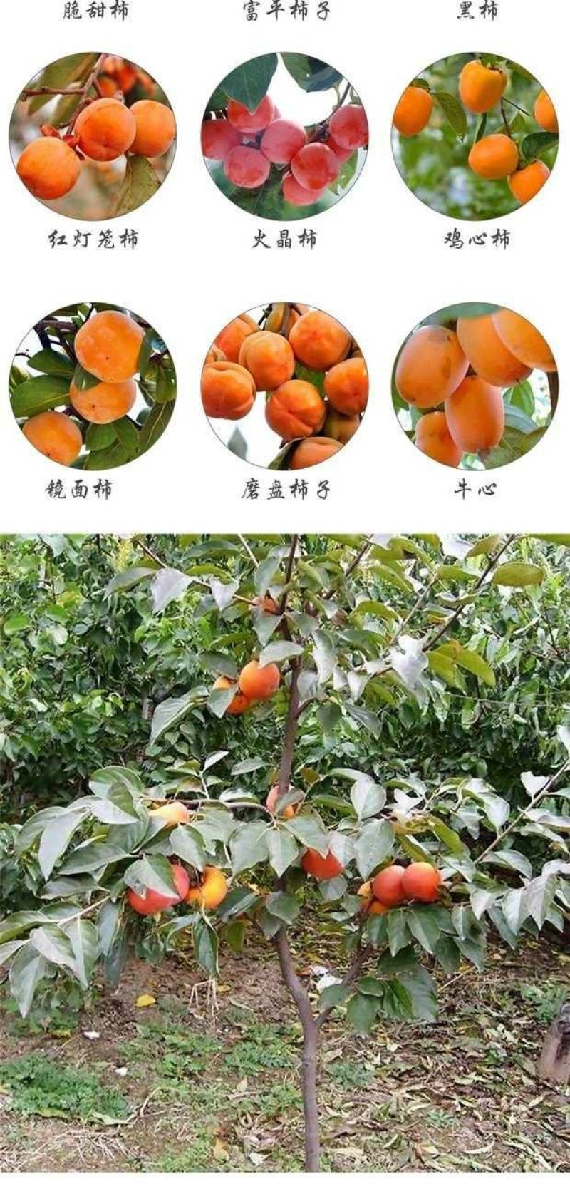 柿子树不暖脆柿苗，太秋，阳丰，磨盘，摘下就可以吃，包品种