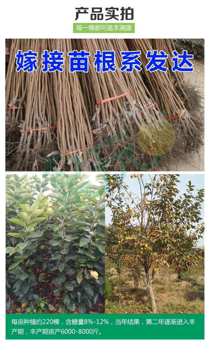 柿子树不暖脆柿苗，太秋，阳丰，磨盘，摘下就可以吃，包品种