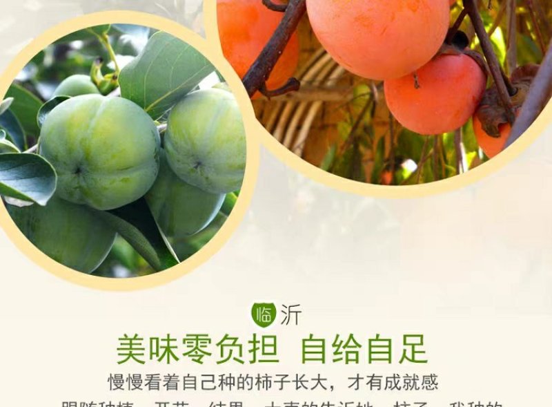 柿子树不暖脆柿苗，太秋，阳丰，磨盘，摘下就可以吃，包品种