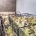 大品种鹅苗长期供应诚信经营保证质量到期回收【年底大促】