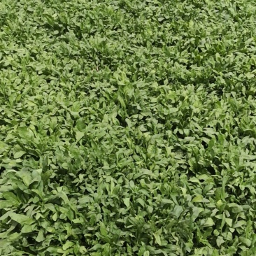 大叶菠菜