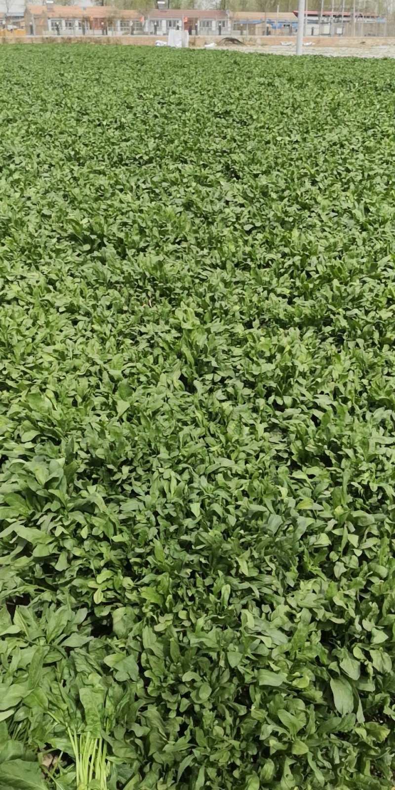 大叶菠菜