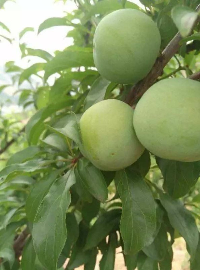 脱骨离核，青脆李子苗爽脆甜，易管理，明年挂果