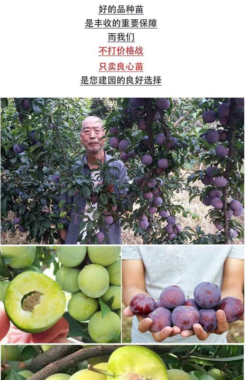 脱骨离核，青脆李子苗爽脆甜，易管理，明年挂果