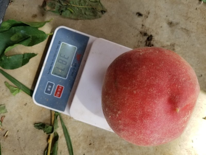 六安毛桃突围毛桃桃子毛桃六安产区脆甜，质量好