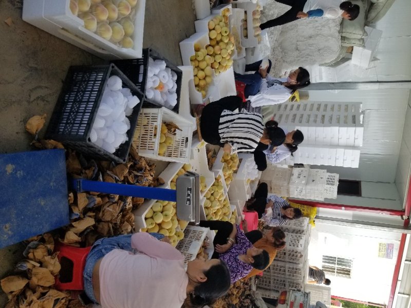 安徽六安脆桃市场