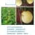新品种，无核，无核，无核蜂糖李子苗个大超甜