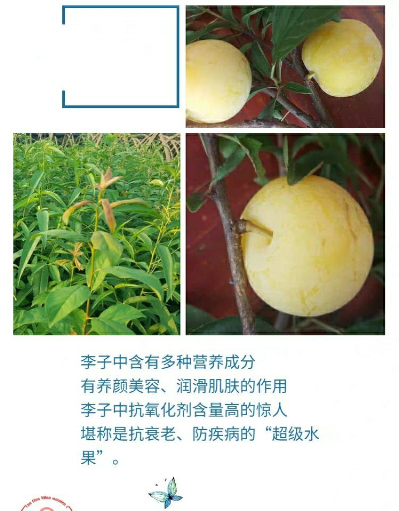 新品种，无核，无核，无核蜂糖李子苗个大超甜