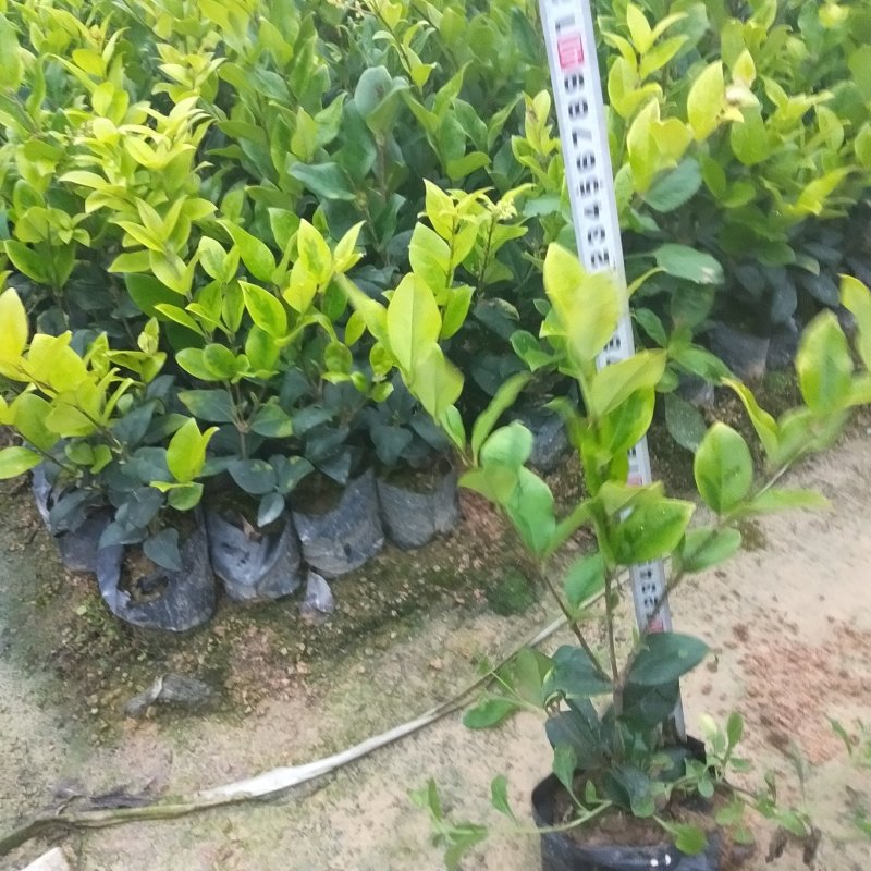 金森女贞，各种绿化苗木有需要的联系