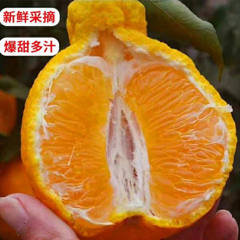 耙耙柑苗，好吃到爆，汁多味甜，包品种免费后期指导