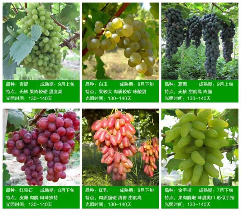 美人指葡萄苗，产量高易管理，市场认可度高