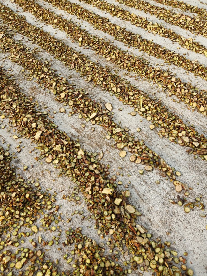东北野生槲寄生片供应大通货小通货大片圆片斜片