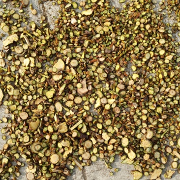 东北野生槲寄生片供应大通货小通货大片圆片斜片