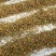 东北野生槲寄生片供应大通货小通货大片圆片斜片