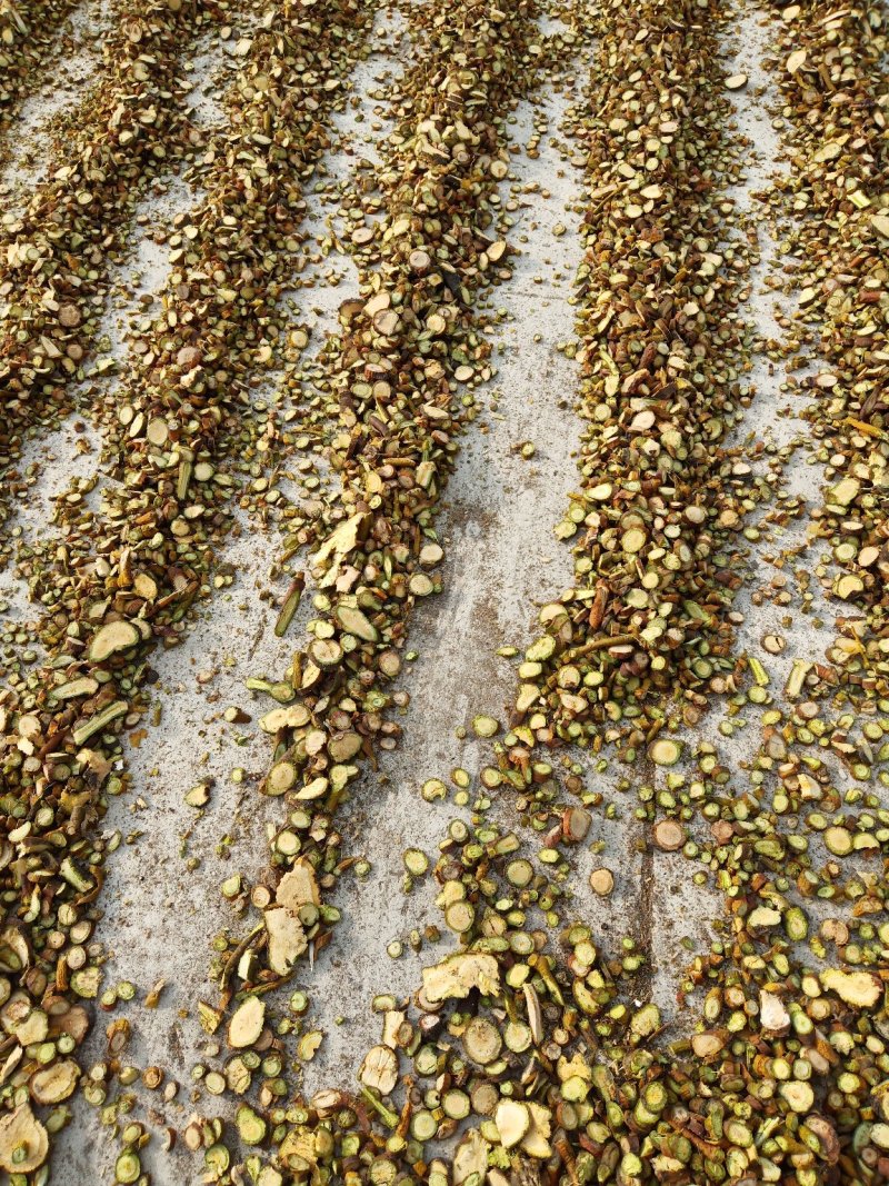 东北野生槲寄生片供应大通货小通货大片圆片斜片
