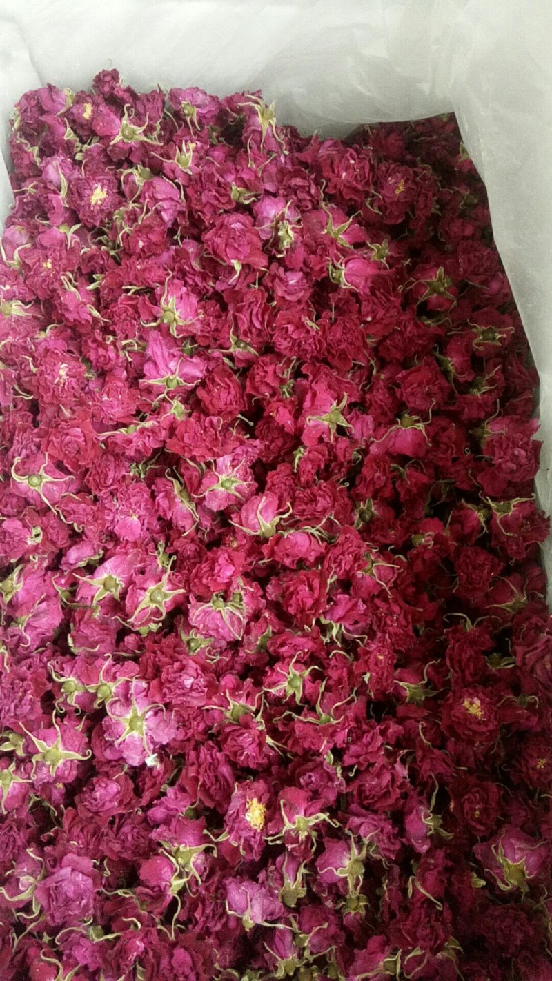 平阴玫瑰花蕾，花冠茶