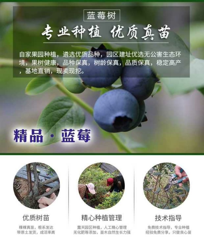 蓝莓苗多个品种带花苞发货,精品苗当年结果