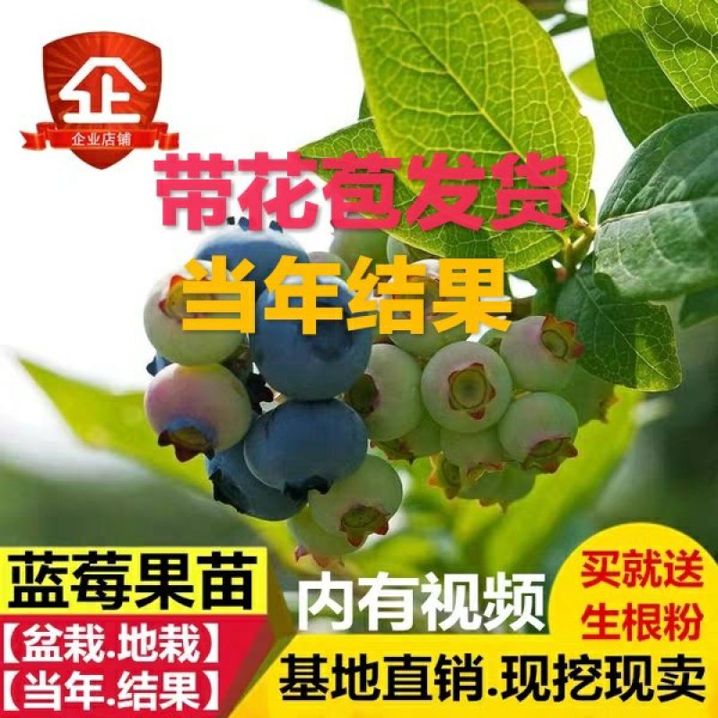 蓝莓苗多个品种带花苞发货,精品苗当年结果