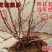 蓝莓苗多个品种带花苞发货,精品苗当年结果