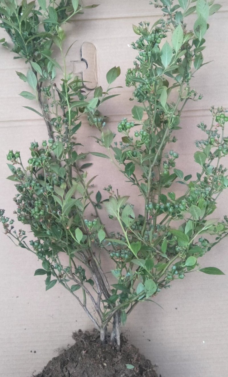 蓝莓苗多个品种带花苞发货,精品苗当年结果