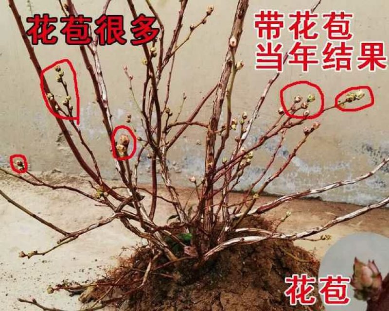 蓝莓苗多个品种，薄雾，奥尼尔，v3.,免费后期指导