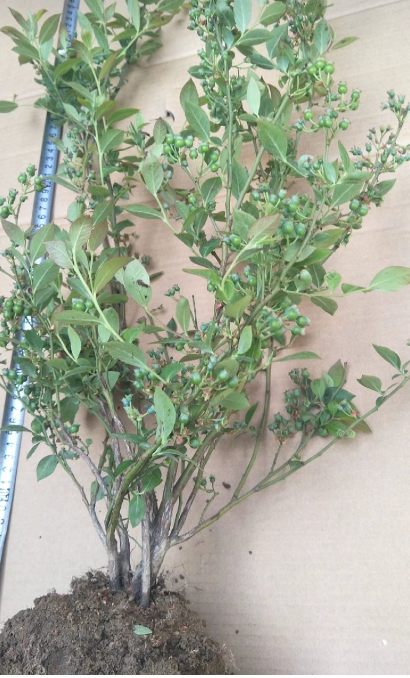 蓝莓苗多个品种，薄雾，奥尼尔，v3.,免费后期指导