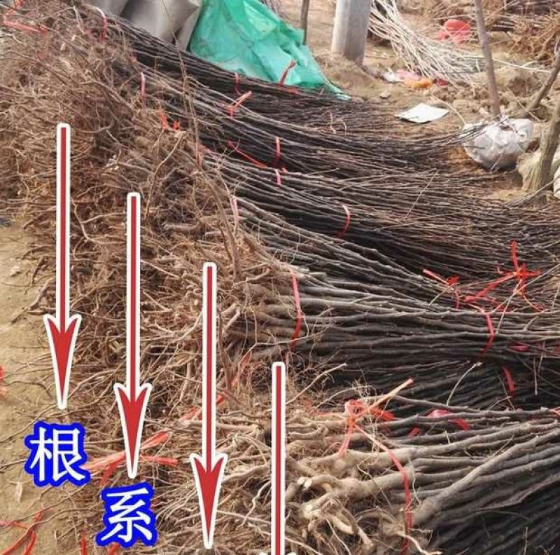 众诚一号苹果，众诚3号，秦脆，鲁丽，红富士，甜度高，