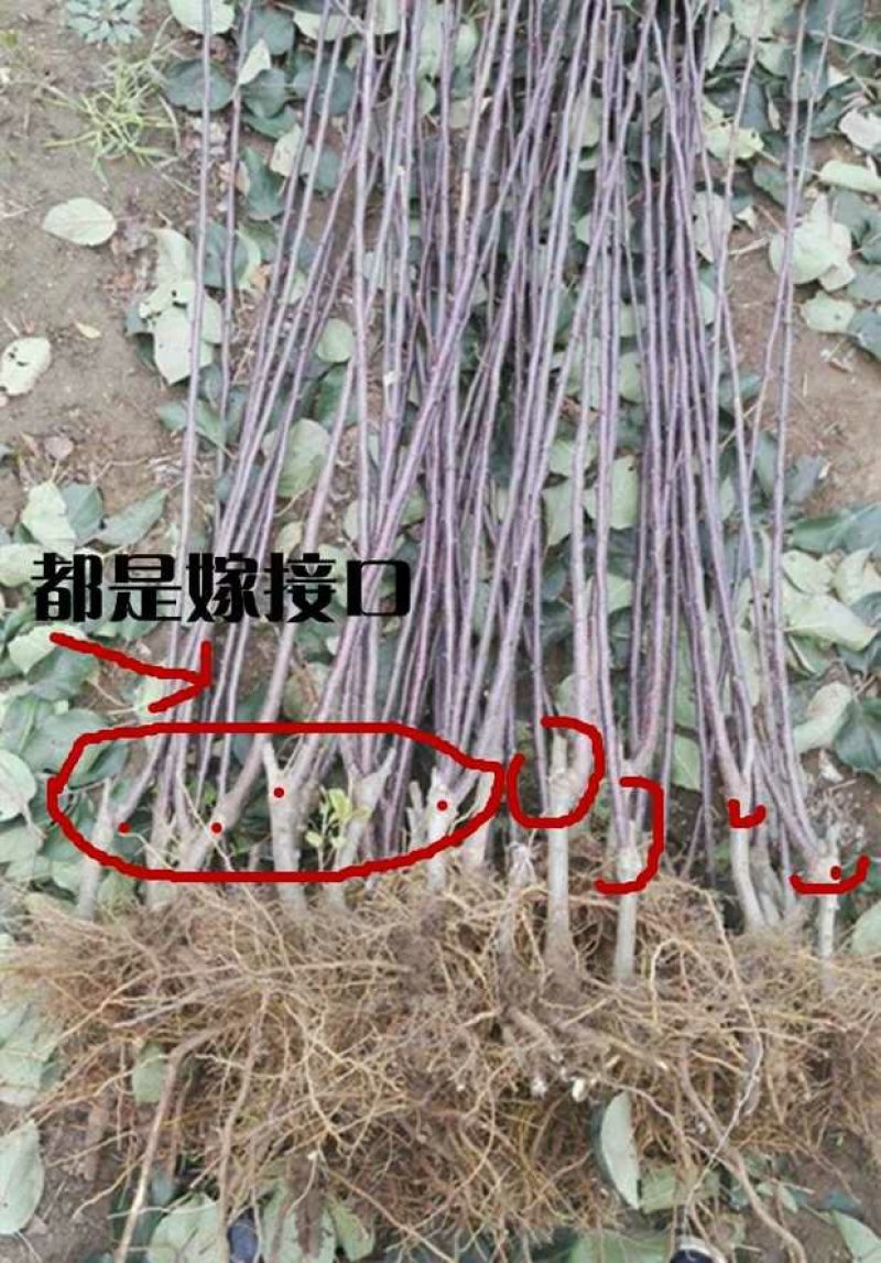 众诚一号苹果，众诚3号，秦脆，鲁丽，红富士，甜度高，