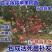 众诚一号苹果,众诚3号,秦脆,鲁丽,红富士,甜度高,